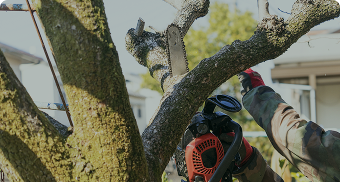 株式会社早稲田技研 木の伐採