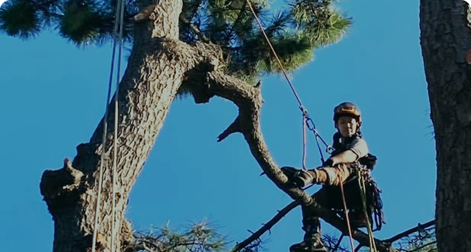 株式会社早稲田技研 特殊伐採